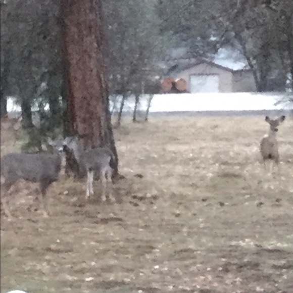 Meet your Posher, Isaiah - Picture 7 of 12